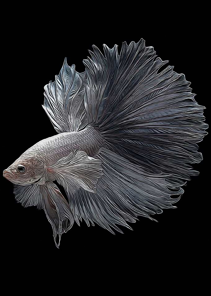 Betta fish