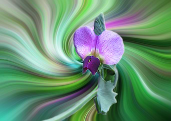 wild cyclamen twirl 2