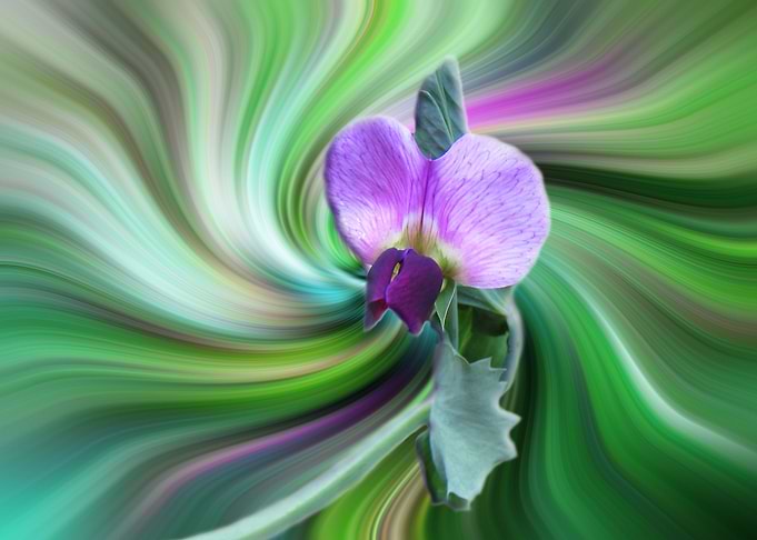 wild cyclamen twirl 2