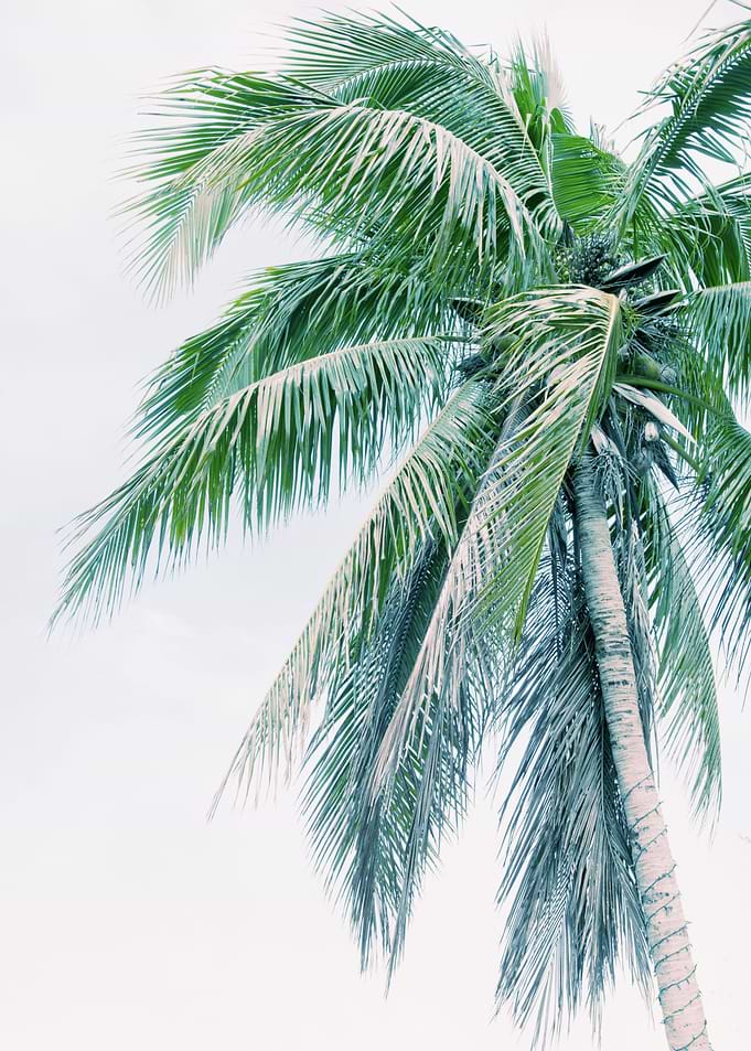 Tropical Palm Finesse 4