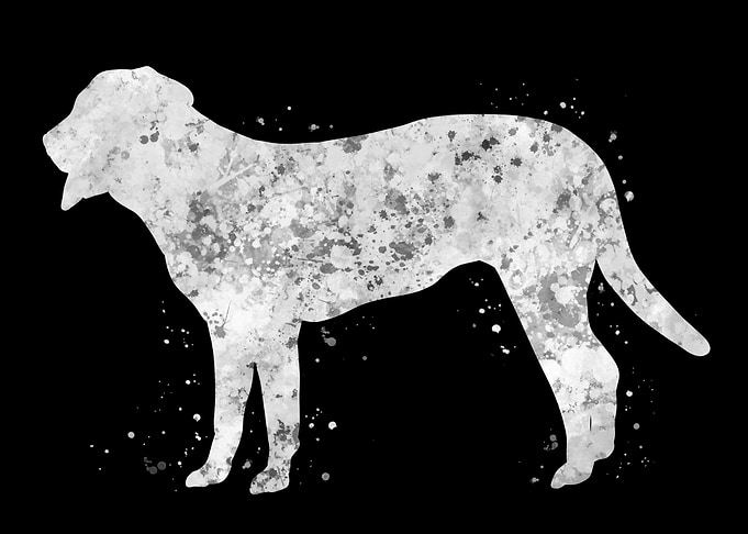 Swiss Mountain dog