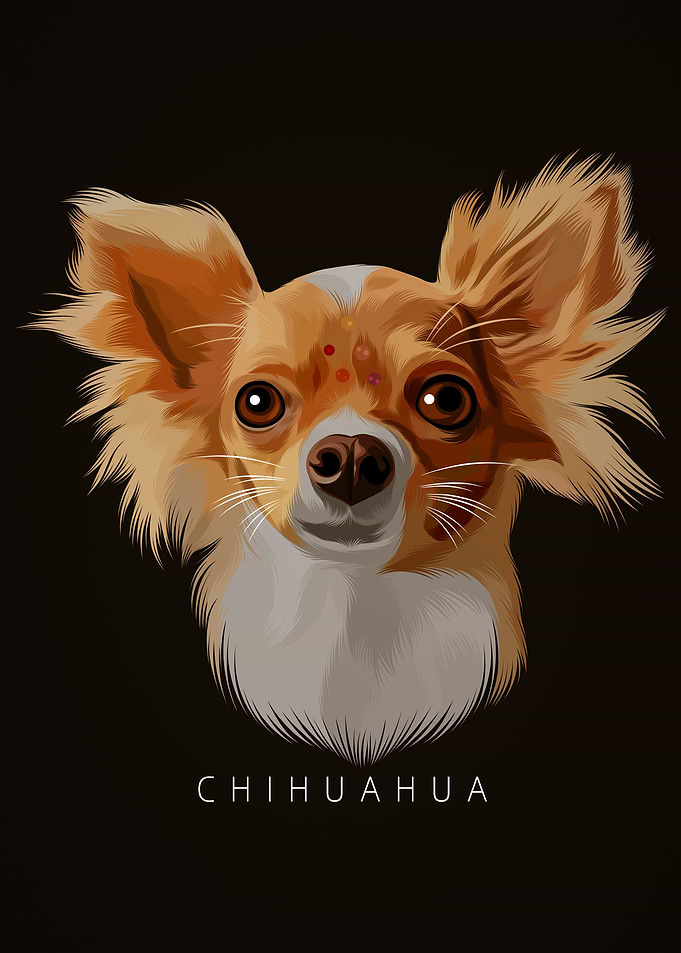 CHIHUAHUA 9