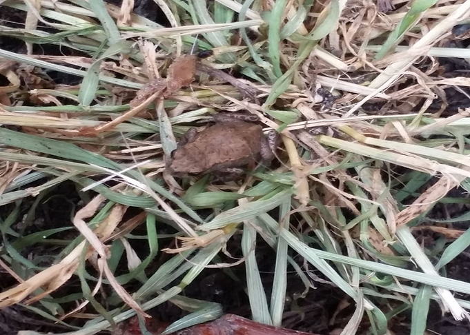 Baby Frog