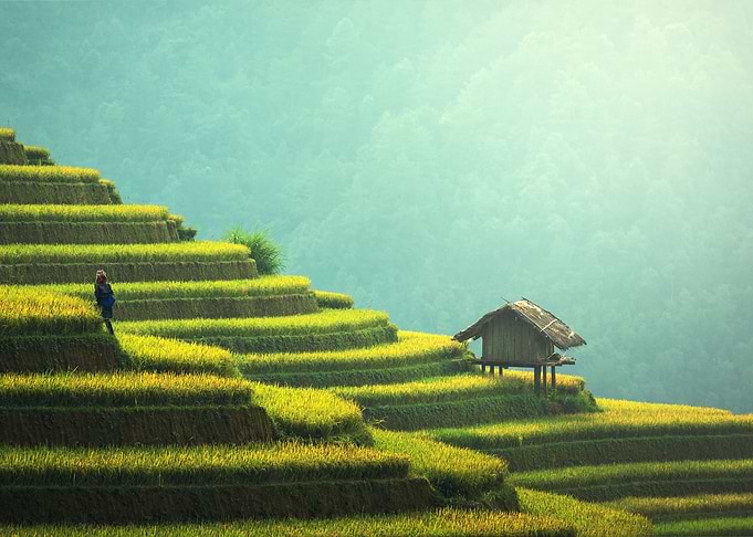 Terraced Beauty