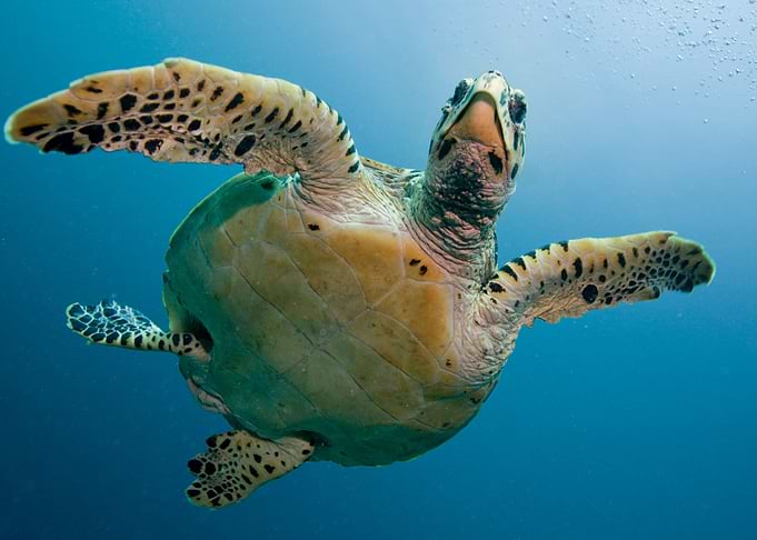 Turtle Flap