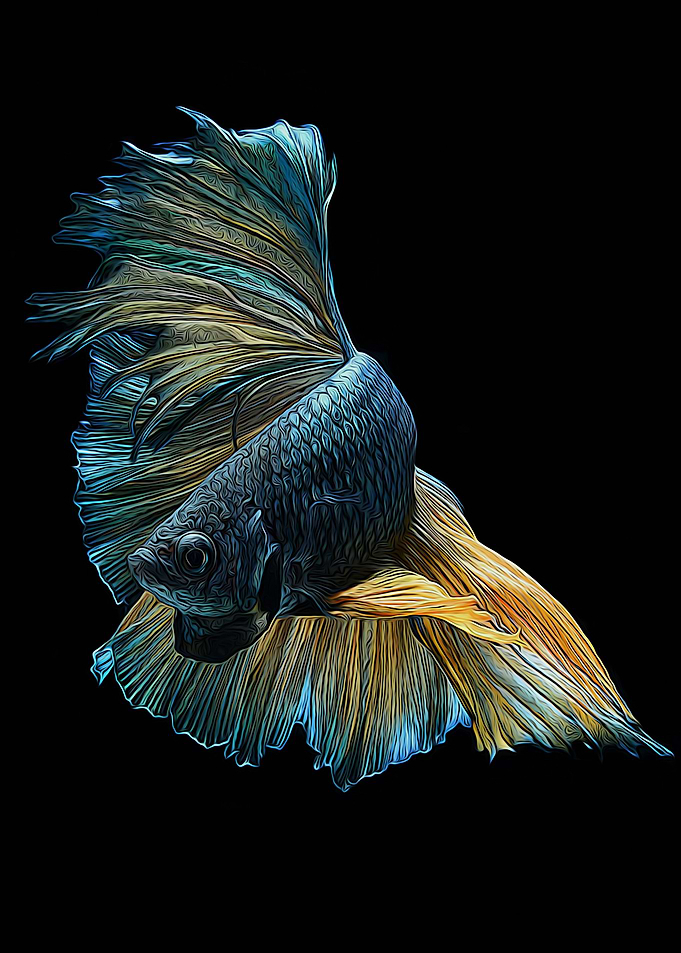 Betta fish