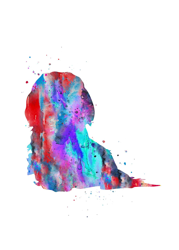 Dachshund