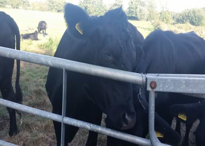 Cow Cuddles
