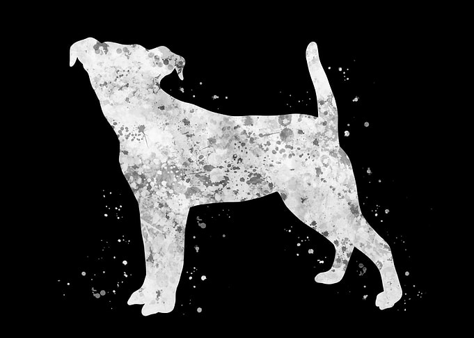 Jack Russell dog