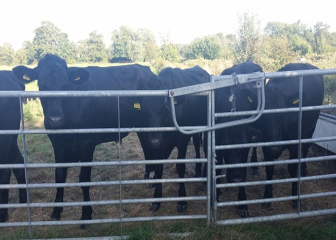 Cow Gang