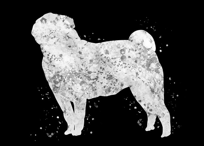 Pug dog