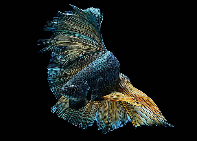 Betta fish