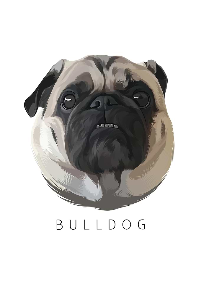 Bulldog 9