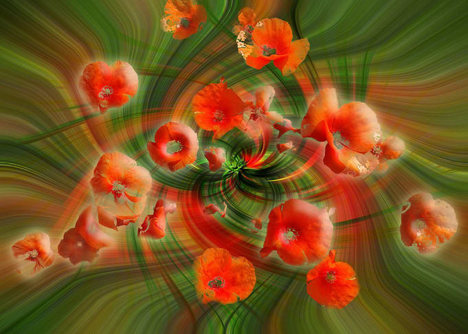 red poppies twirl 4