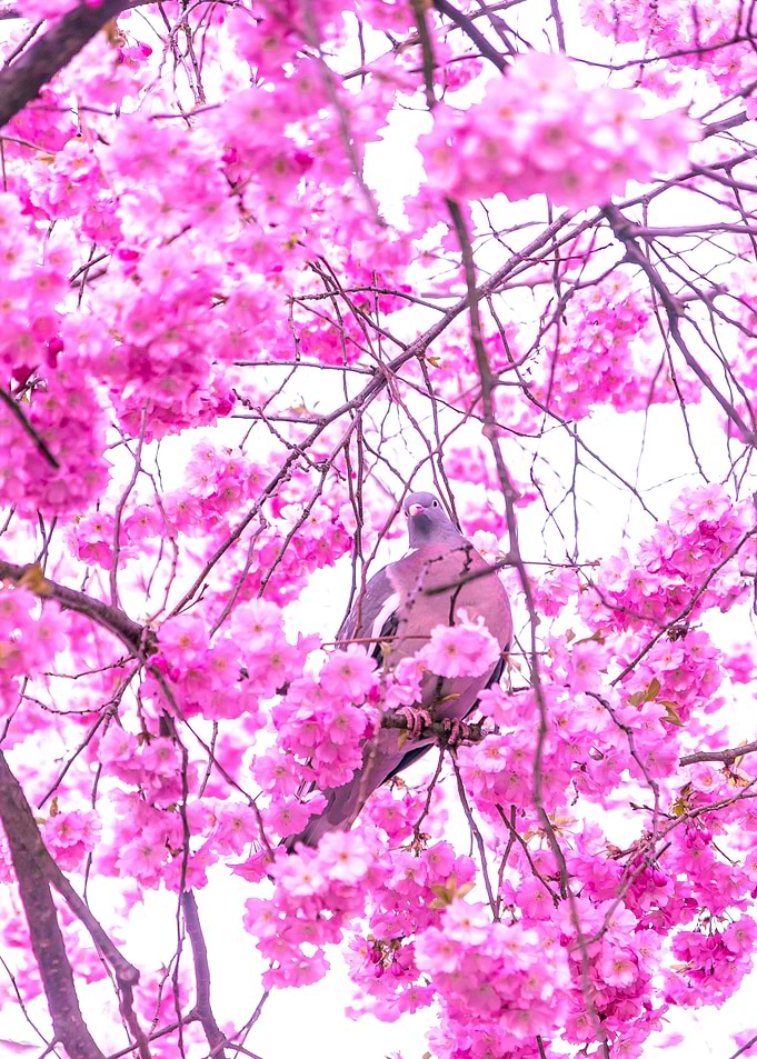 Bird in tree 2
