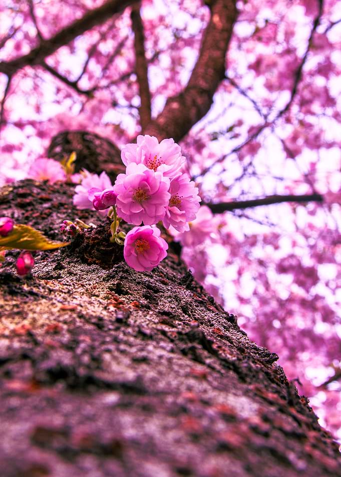 Budding flowers 2