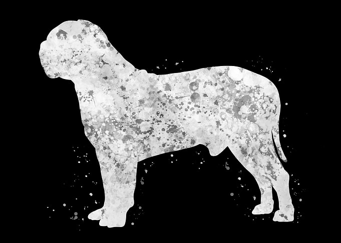 Dogue de bordeaux dog