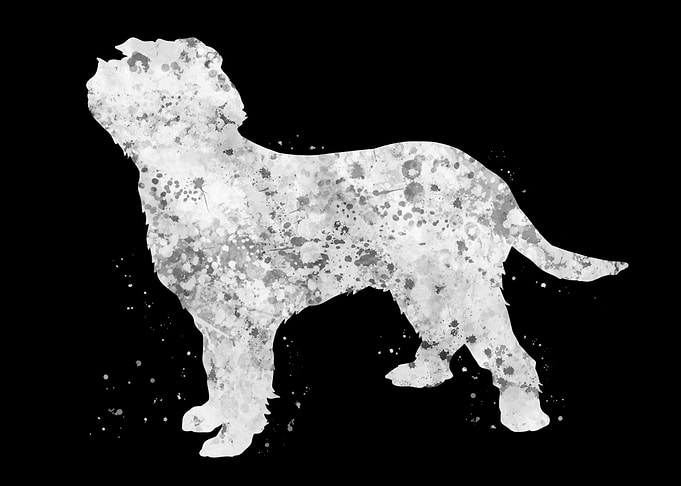 Italian Spinone dog