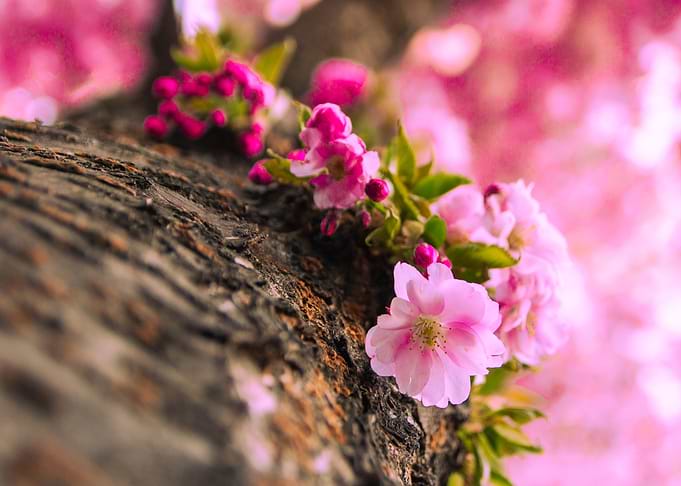 Budding flowers