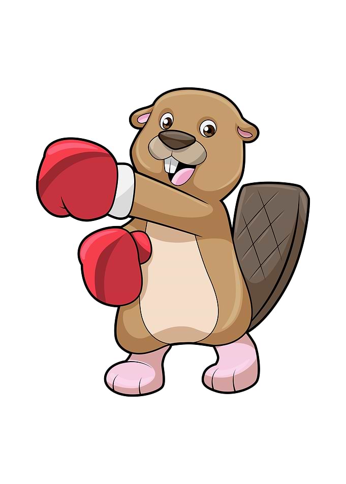 Beaver Boxer Boxing