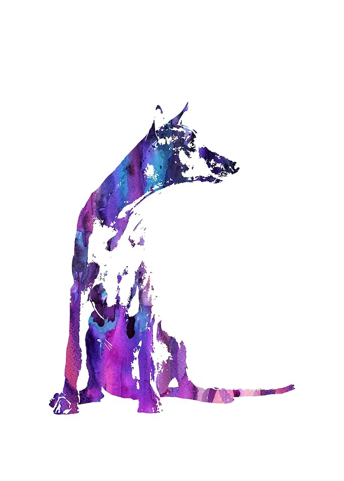 Pharaoh hound
