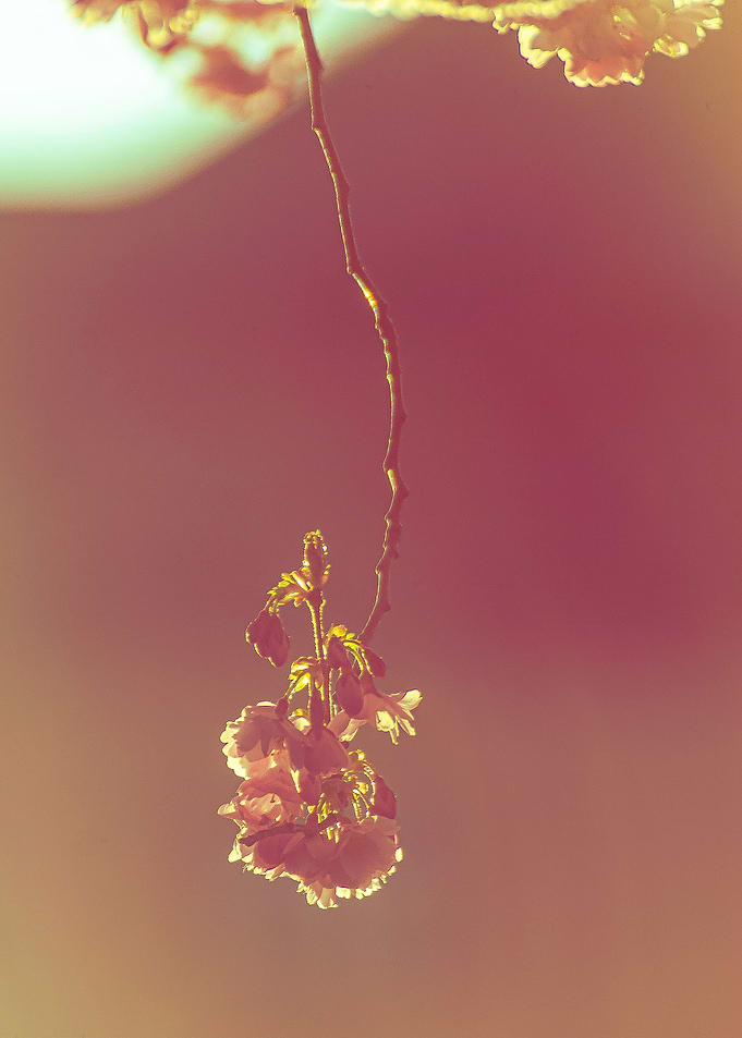 Dripping flower