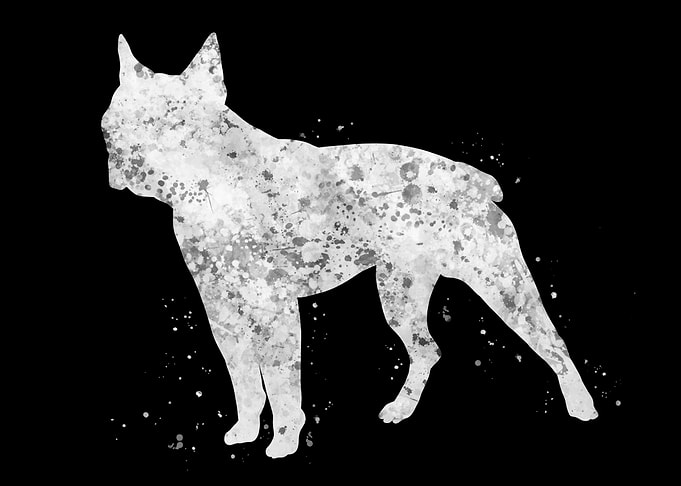 Boston terrier dog
