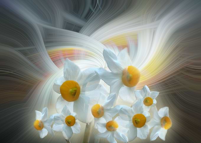 white daffodils twirl 4