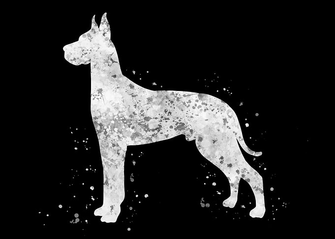 Great Dane dog