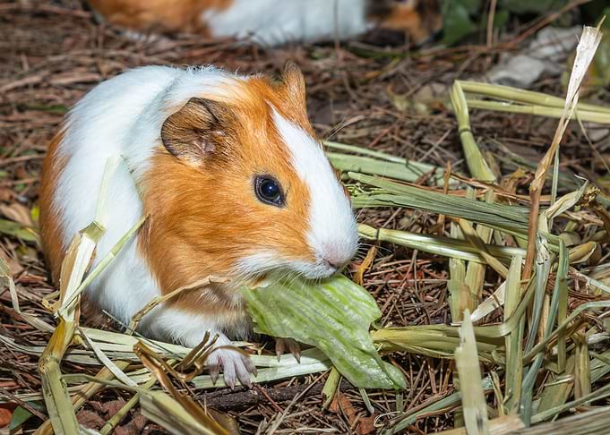 Guinea pigs eating