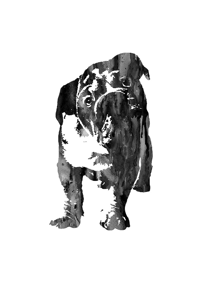 English Bulldog