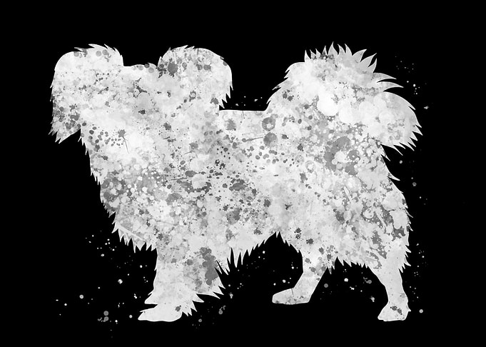 Papillon dog