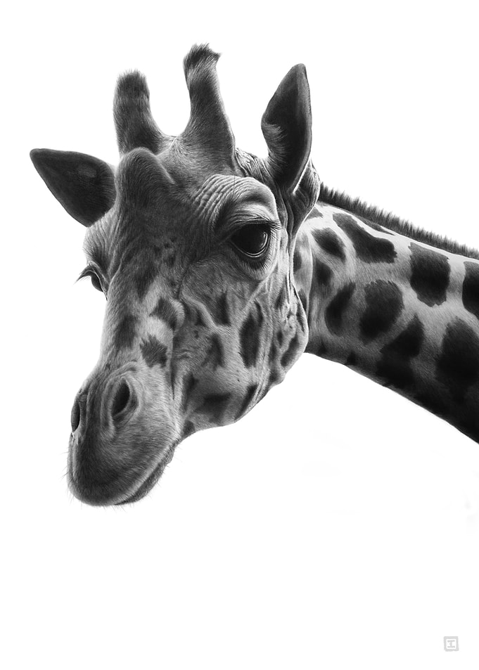 Face to face Giraffe