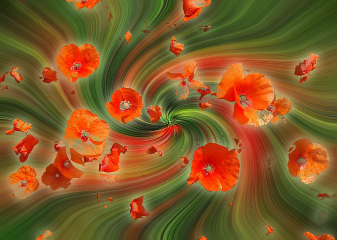red poppies twirl 2