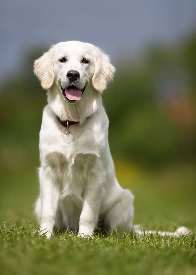 Golden Retriever Dog