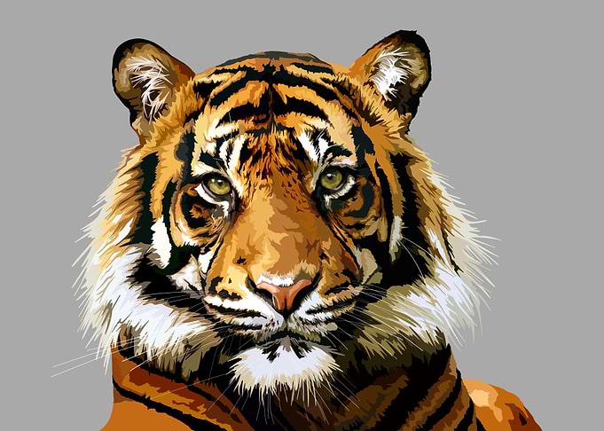 Kenzo the Tiger