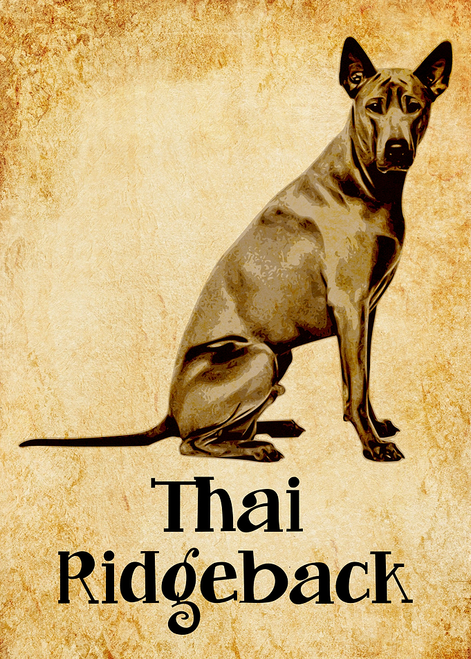 Vintage Thai ridgeback