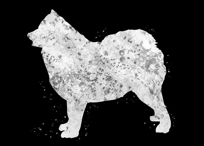 Samoyed dog