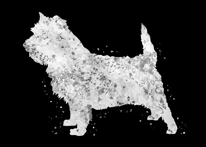Cairn Terrier dog