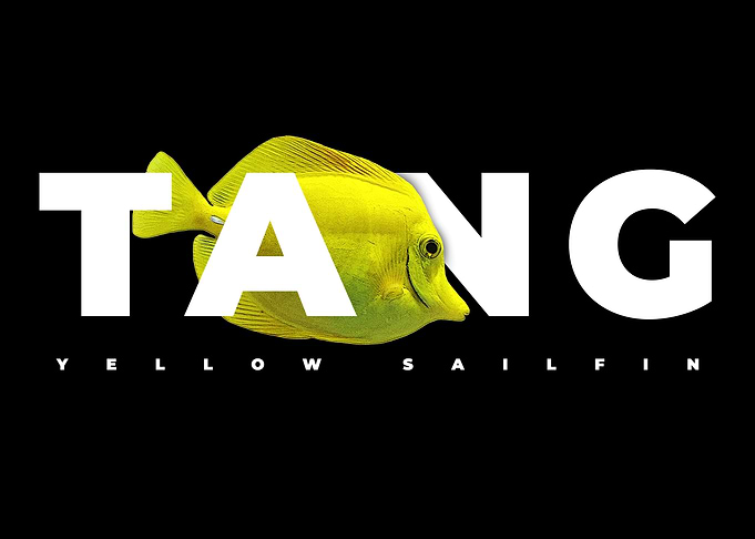Yellow Tang Reef Keeper