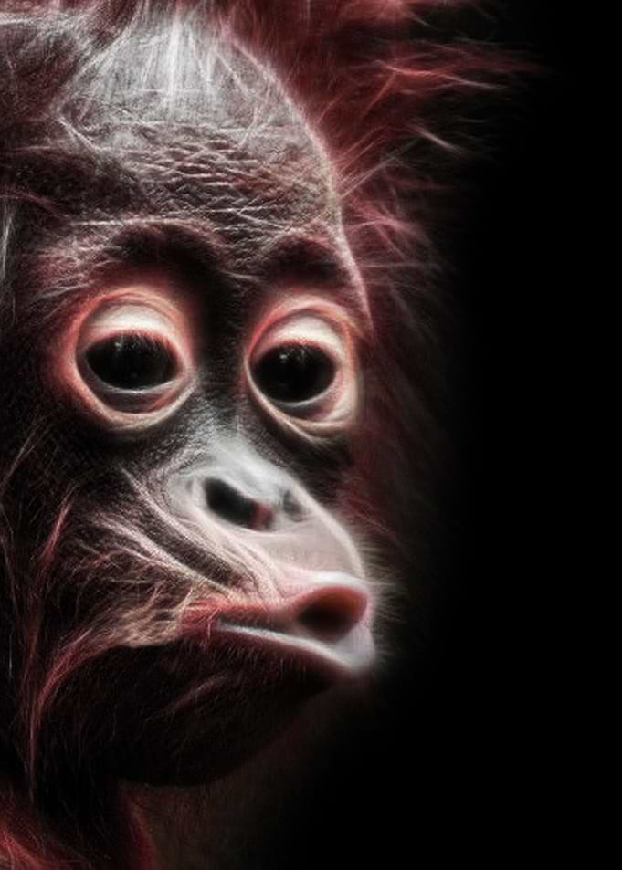 Monkey Fun