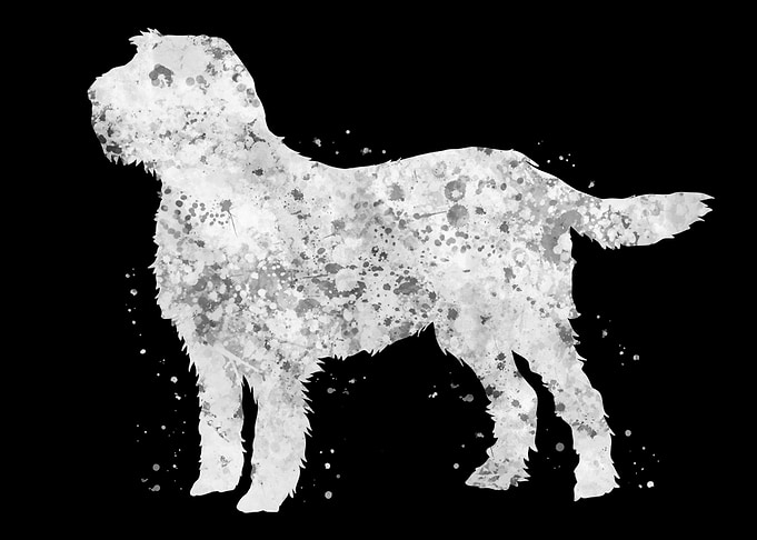 Italian Spinone dog