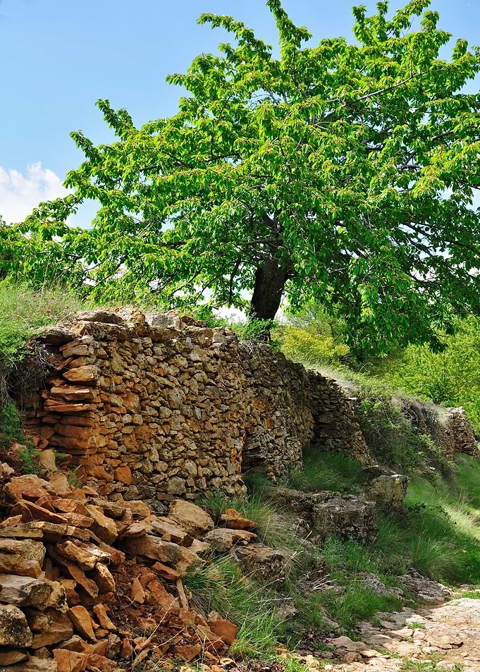 Tree and stone wall