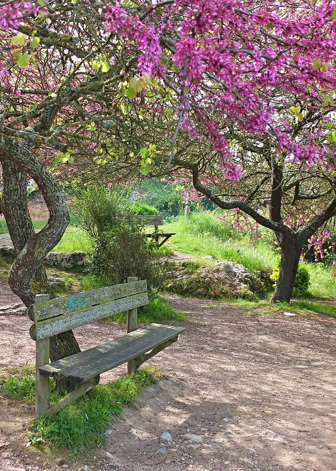 Blooming tree and bench