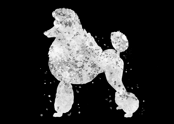Poodle dog