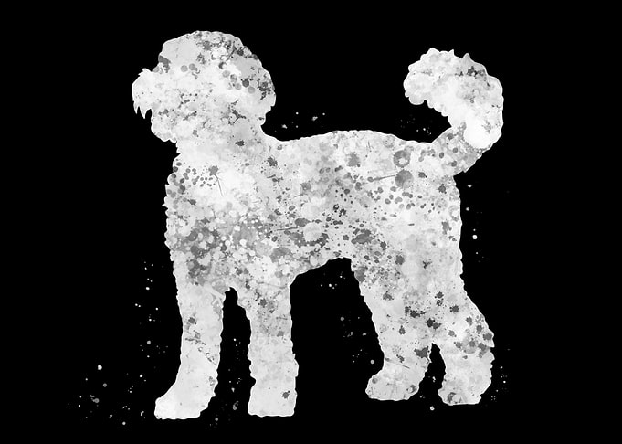Labradoodle dog