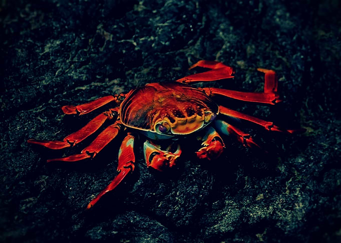 Red crab