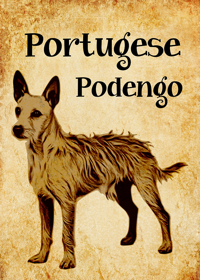 Portuguese Podengo