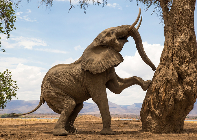 Elephant