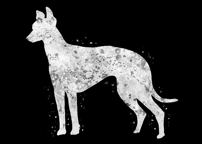 Greyhound dog